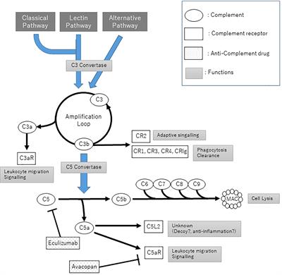 The Complement System and ANCA Associated Vasculitis in the Era of Anti-Complement Drugs